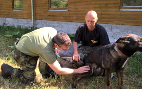 veterinární péče